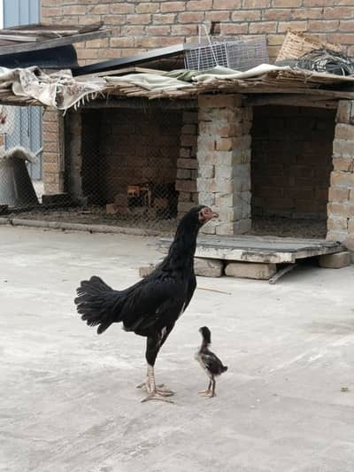 Aseel Birds