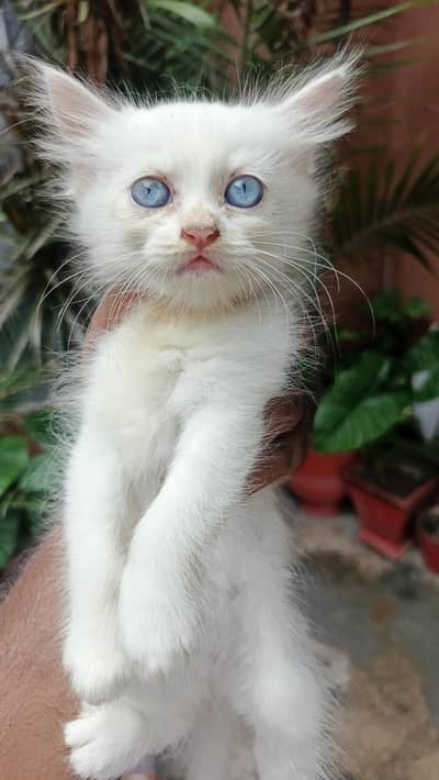 Prshian cat