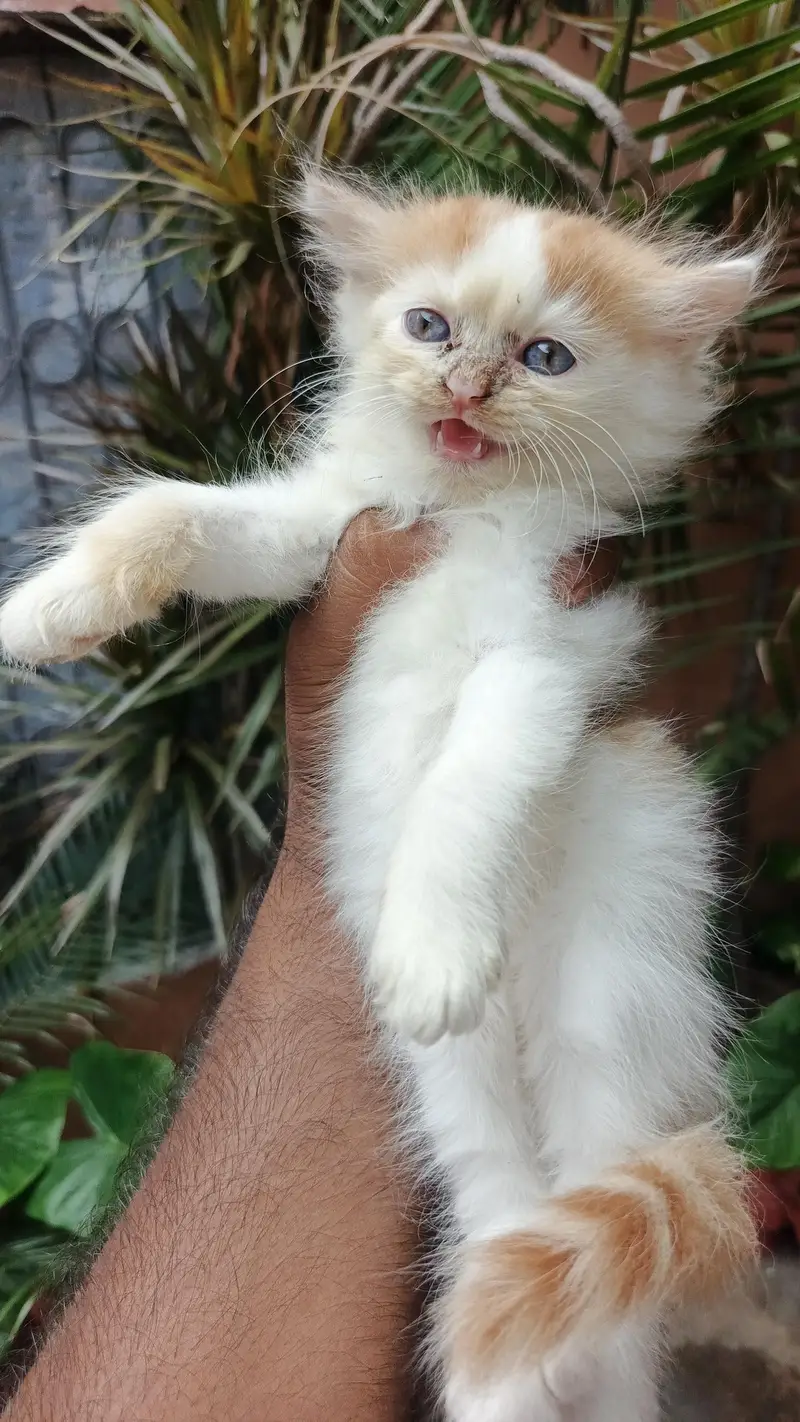 Prshian cat — photo 2
