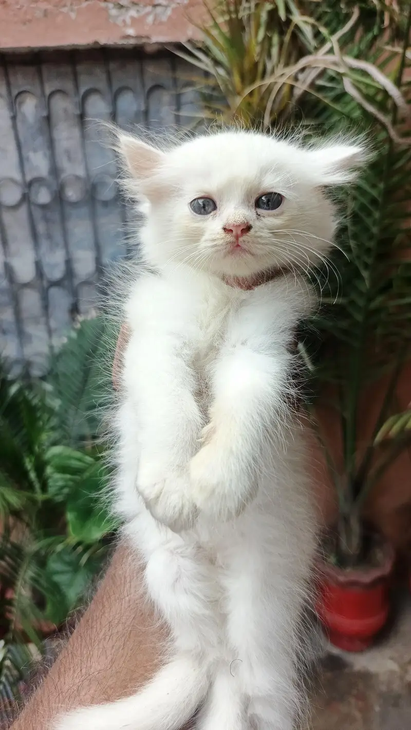 Prshian cat — photo 3