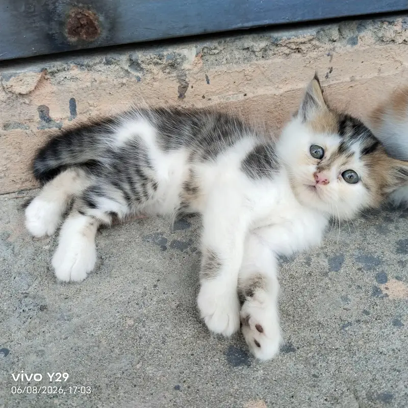 Prshian cat — photo 4