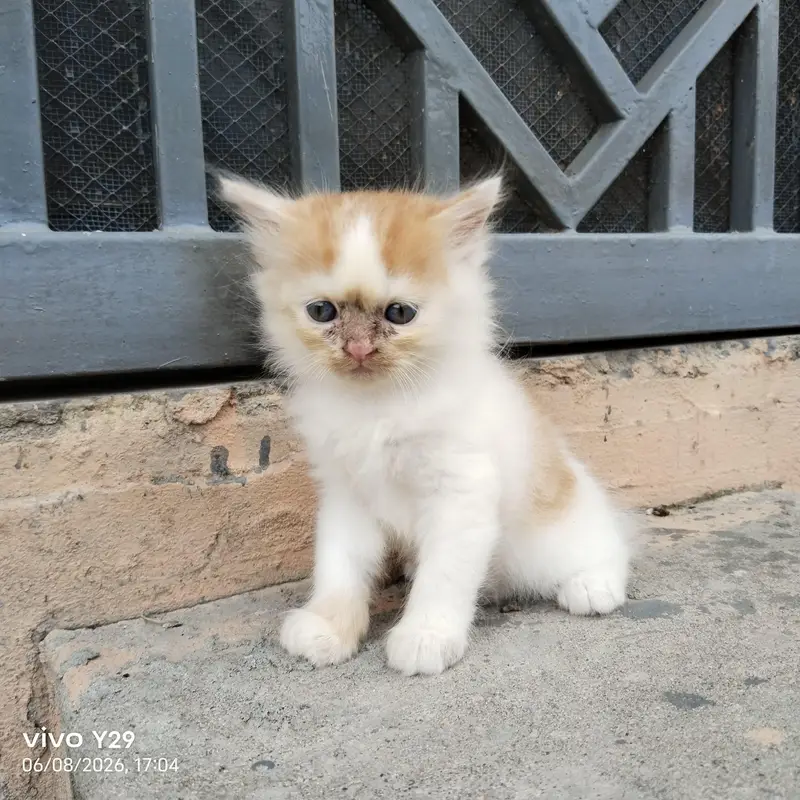 Prshian cat — photo 5