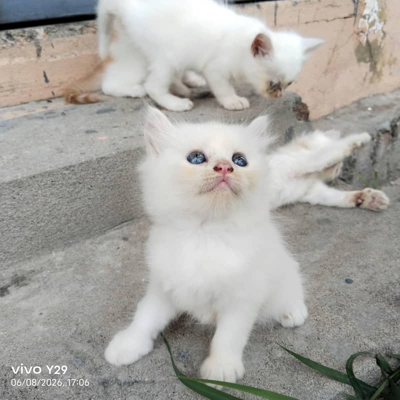 Prshian cat 5