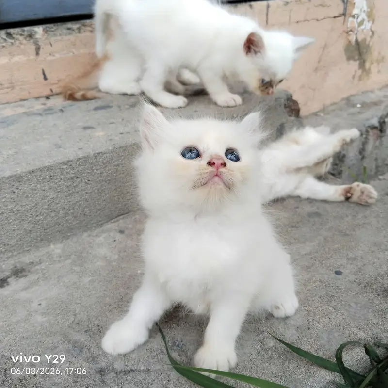 Prshian cat — photo 6