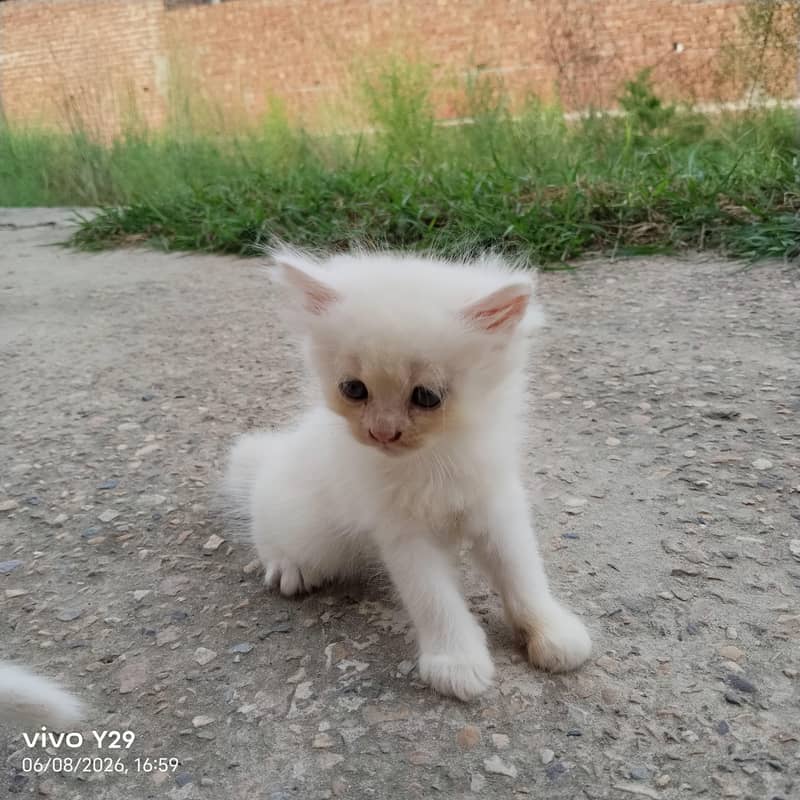 Prshian cat 6