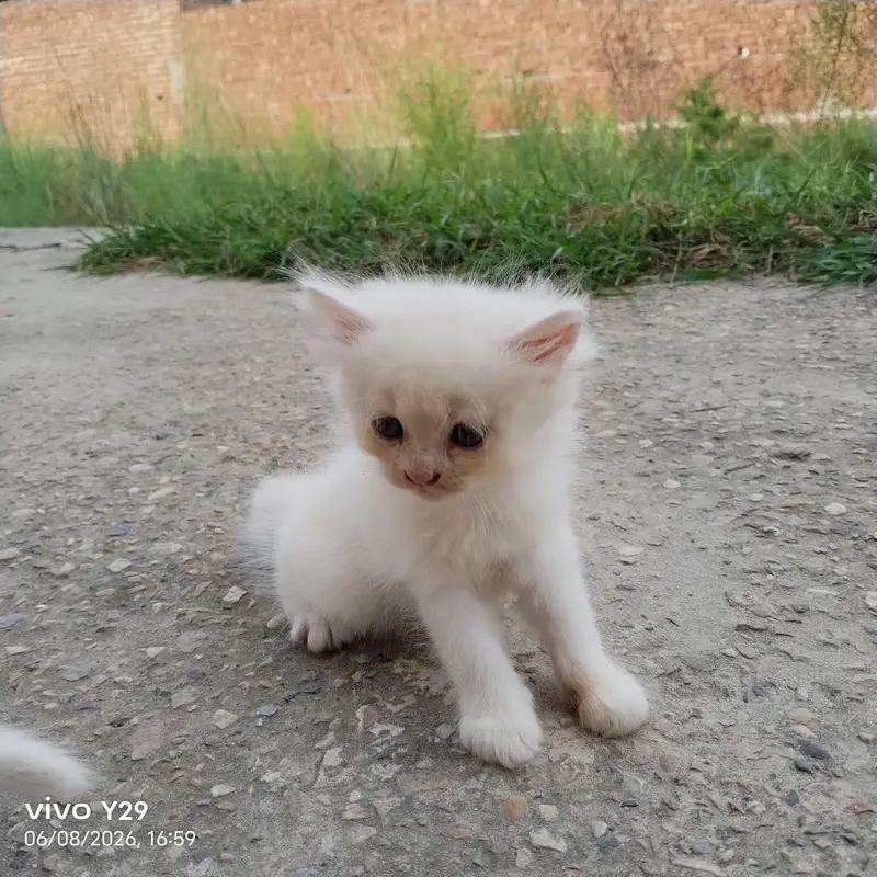 Prshian cat — photo 7