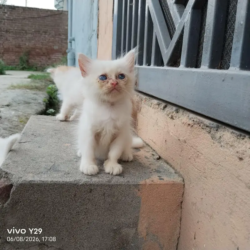 Prshian cat — photo 8