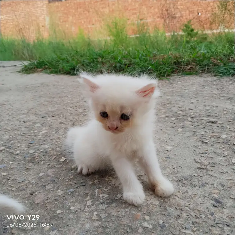 Prshian cat — photo 9
