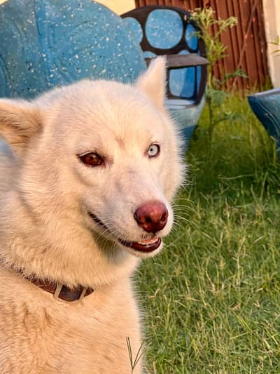 Siberian Hoskey