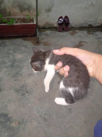 4 kitten up for sale
