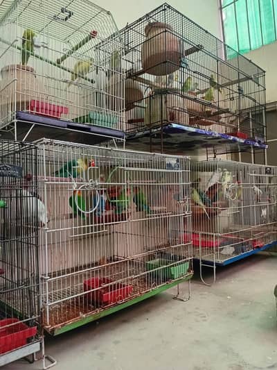LOVEBIRDS and BUDGIES PATHAY AVAILABLE