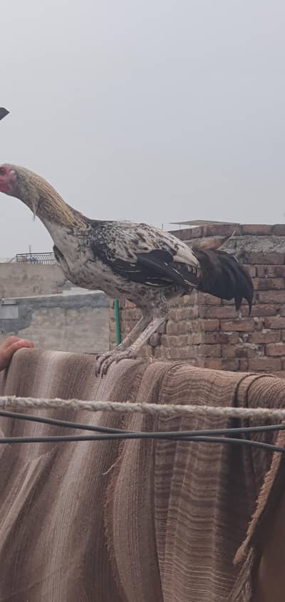 aseel murga for sale only serious buyer contact