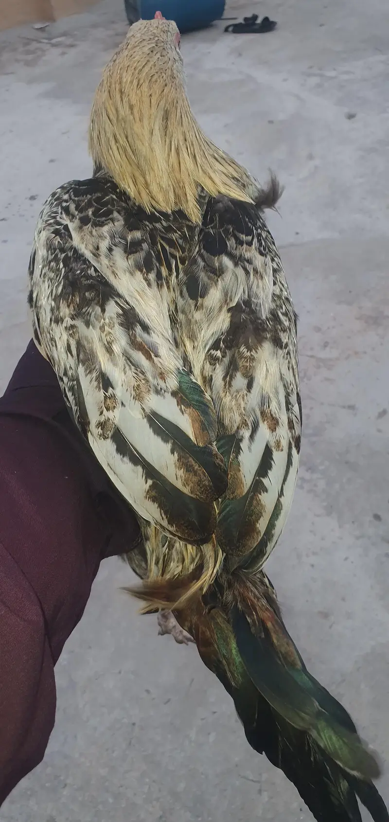aseel murga for sale only serious buyer contact — photo 2