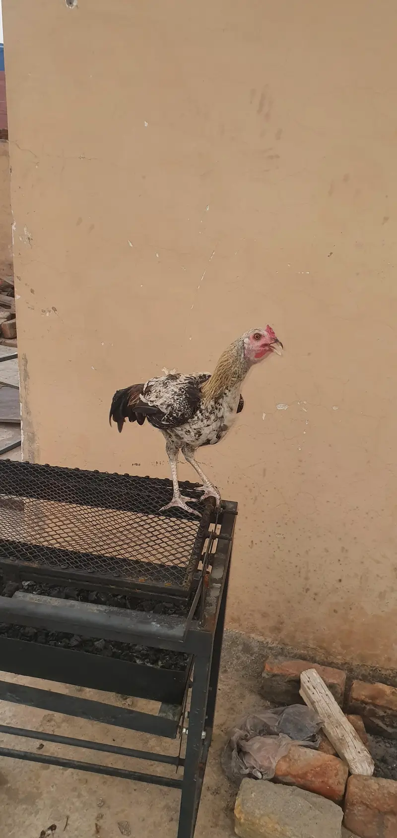 aseel murga for sale only serious buyer contact — photo 3
