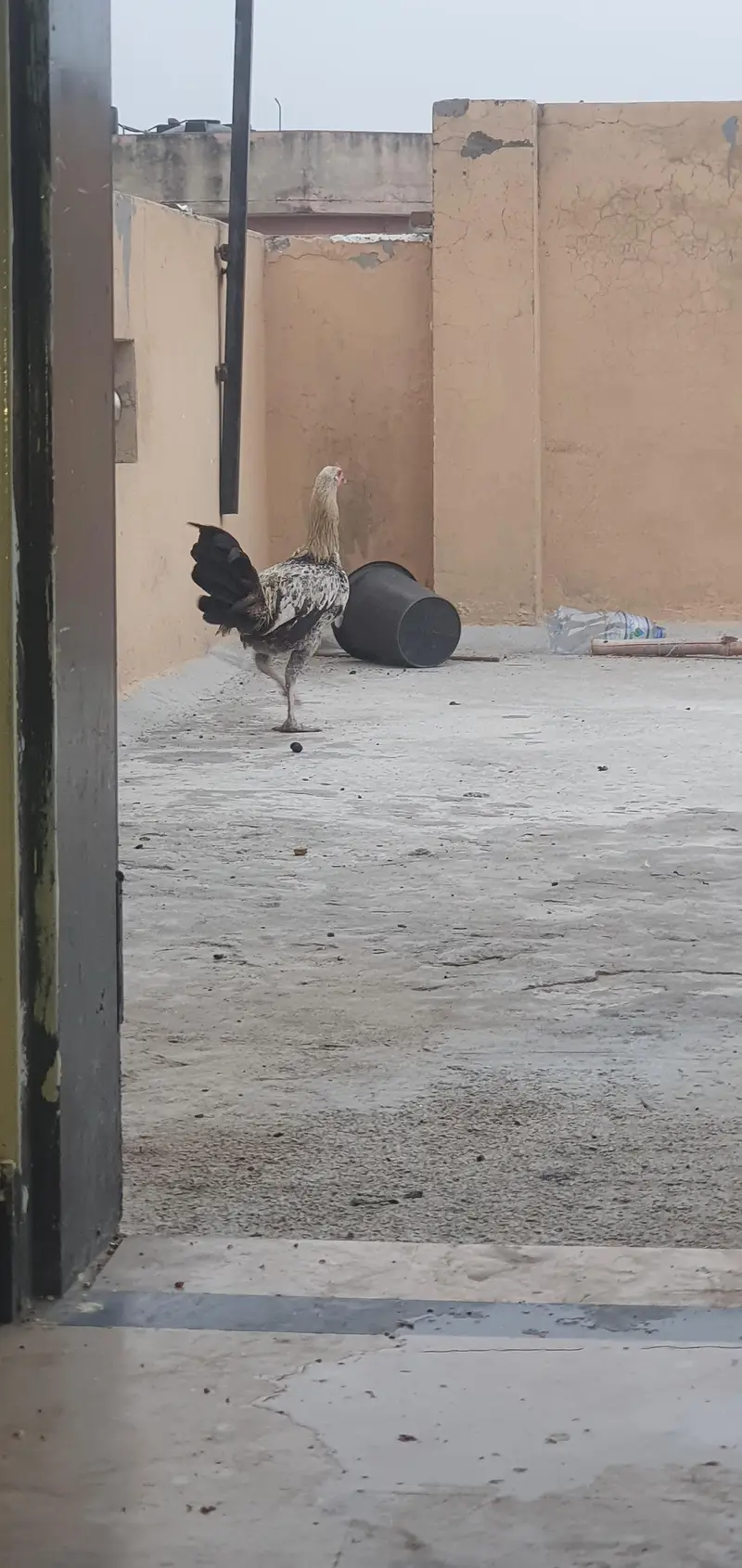 aseel murga for sale only serious buyer contact — photo 5