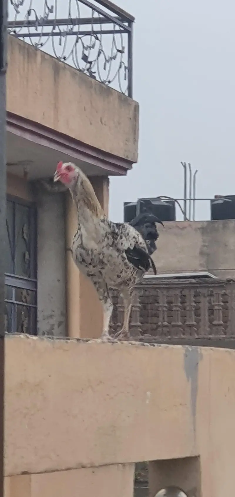 aseel murga for sale only serious buyer contact — photo 7