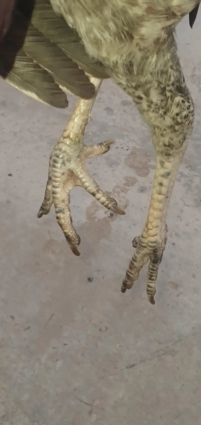 aseel murga for sale only serious buyer contact — photo 8