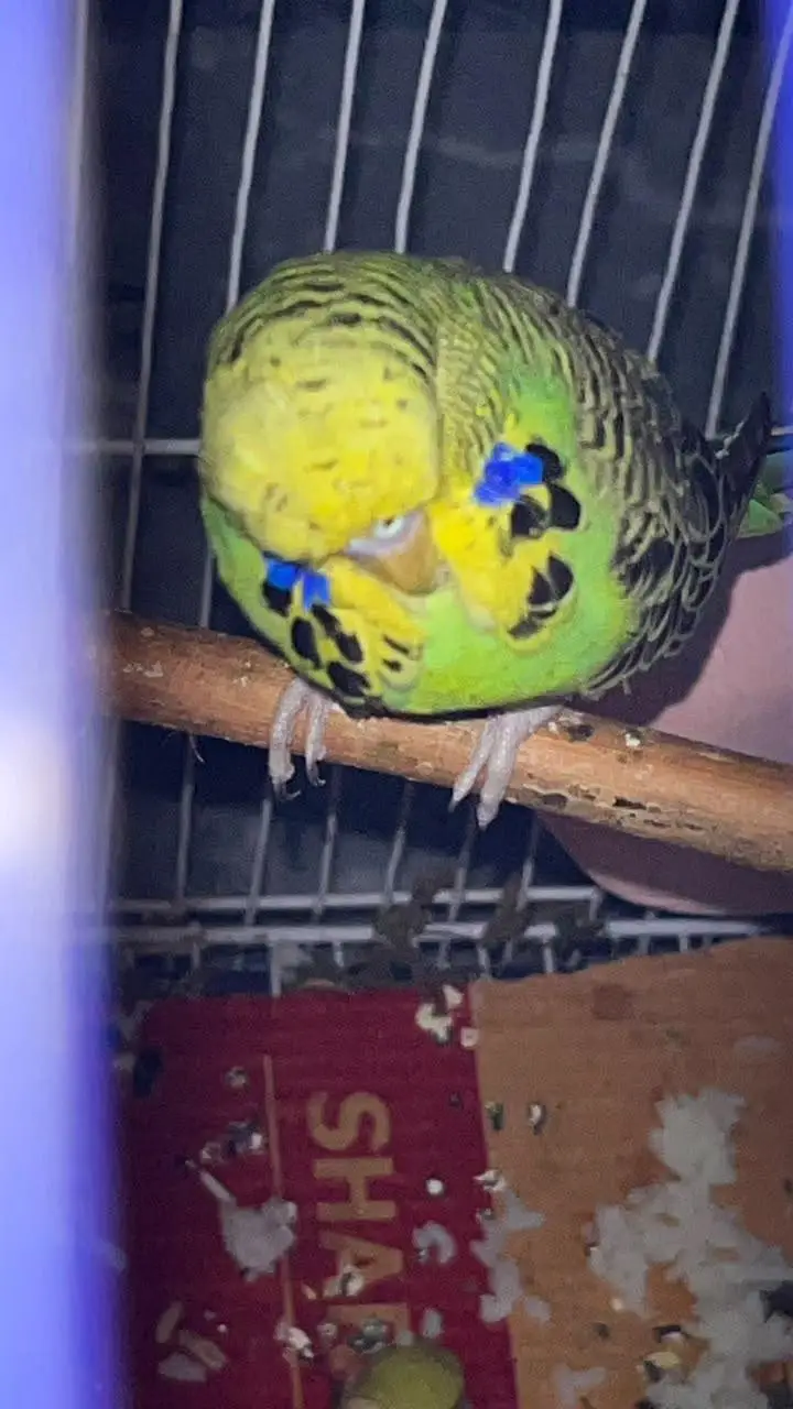 Exhibition bugies male top Quality thick patches — photo 2