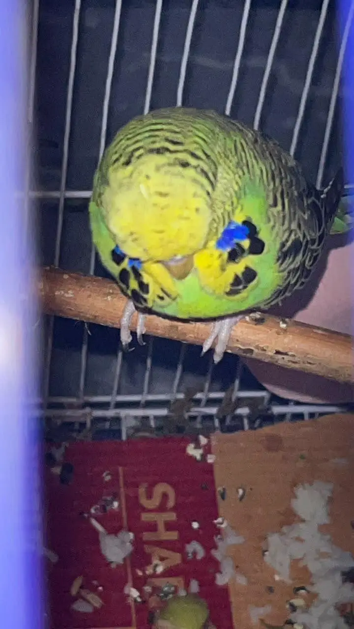 Exhibition bugies male top Quality thick patches — photo 3
