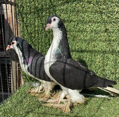 sherazi breeder pair 03006168381