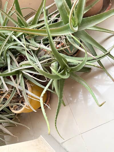 aloe Vera plants
