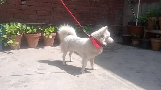 Russian Dog Available Healthy and Active