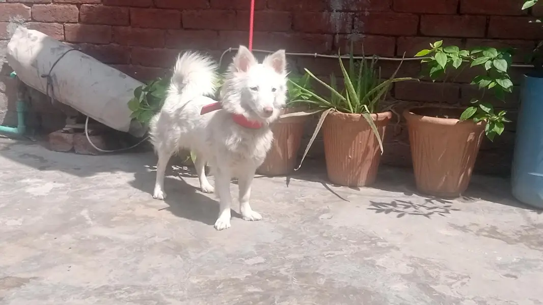 Russian Dog Available Healthy and Active — photo 2