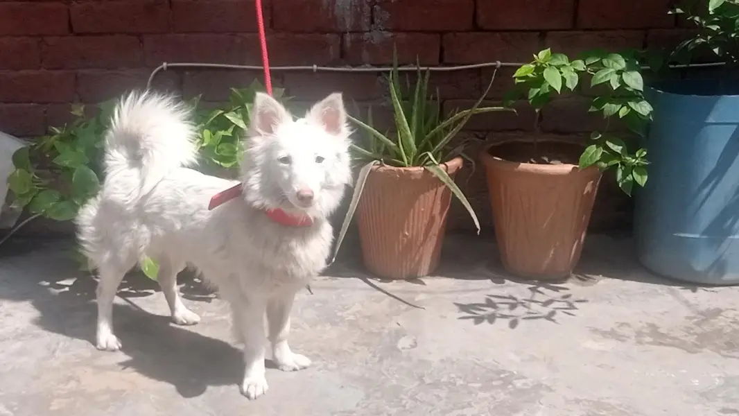 Russian Dog Available Healthy and Active — photo 3