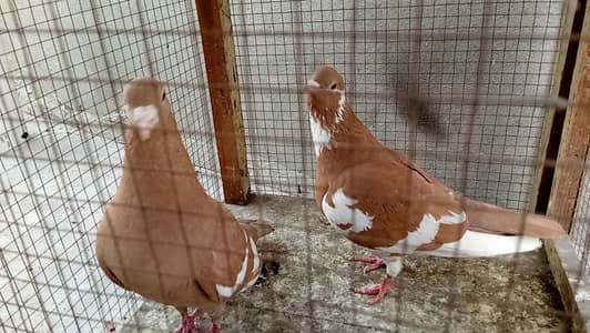multani sherazi mpotedi breedar pair for sale