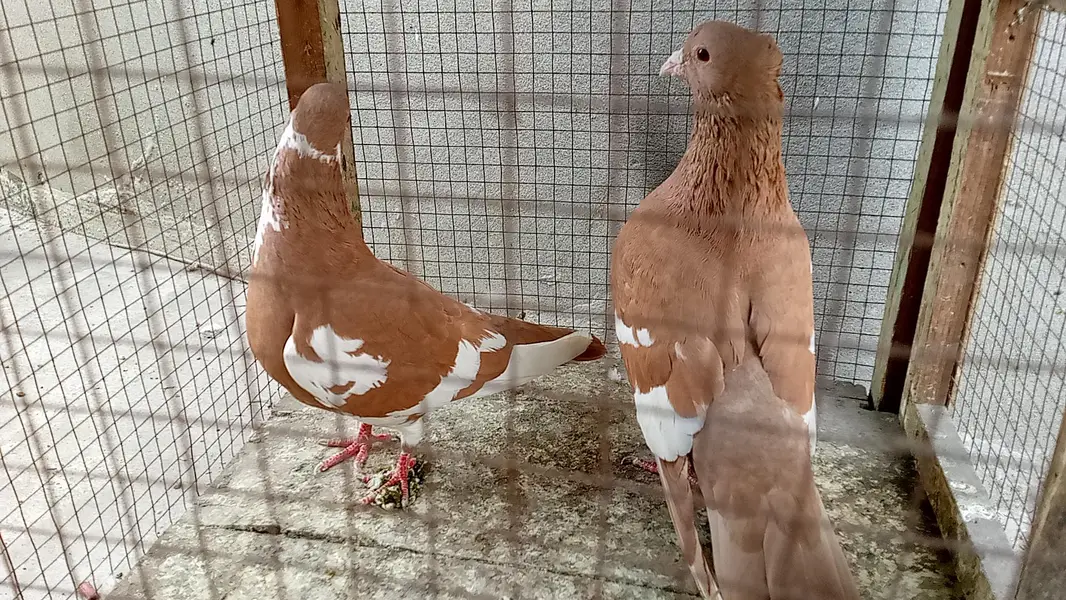 multani sherazi mpotedi breedar pair for sale — photo 2