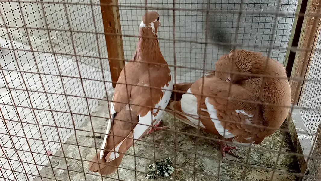 multani sherazi mpotedi breedar pair for sale — photo 3