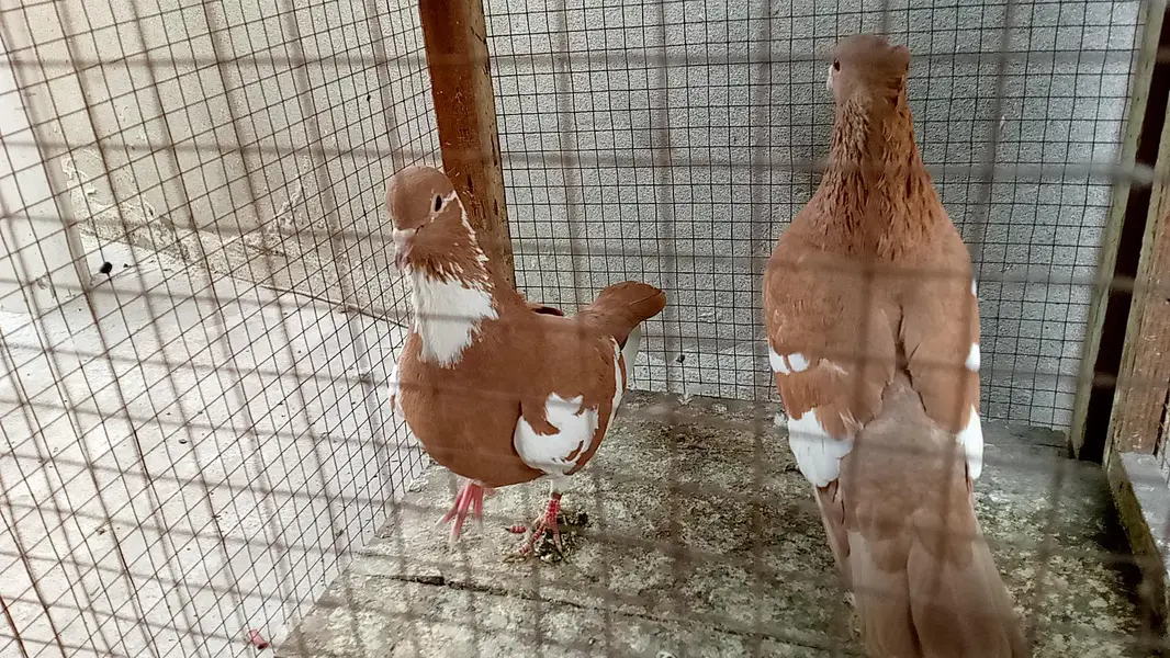 multani sherazi mpotedi breedar pair for sale — photo 4