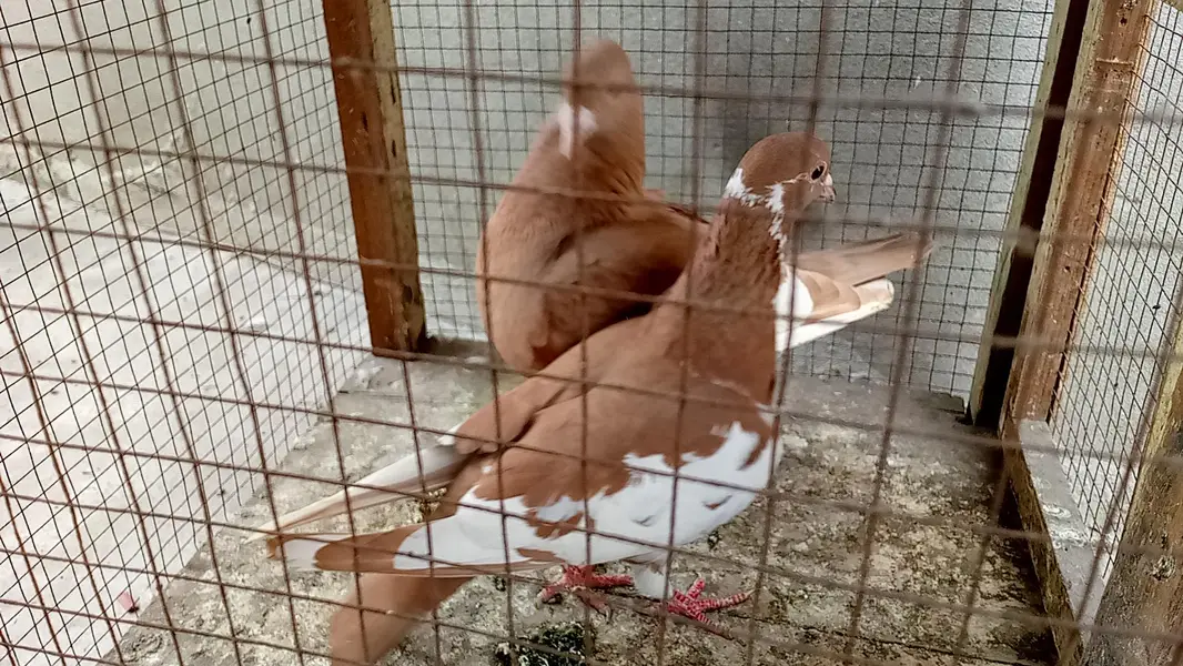 multani sherazi mpotedi breedar pair for sale — photo 5