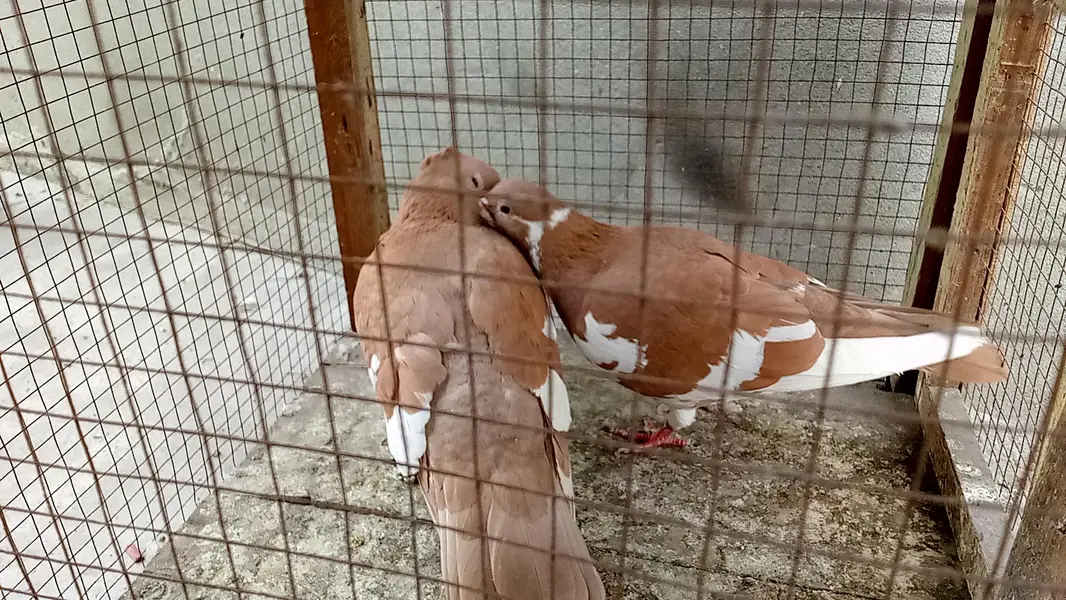multani sherazi mpotedi breedar pair for sale — photo 6