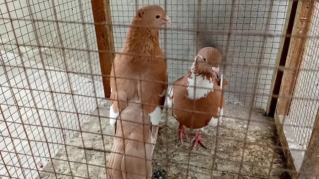 multani sherazi mpotedi breedar pair for sale — photo 7