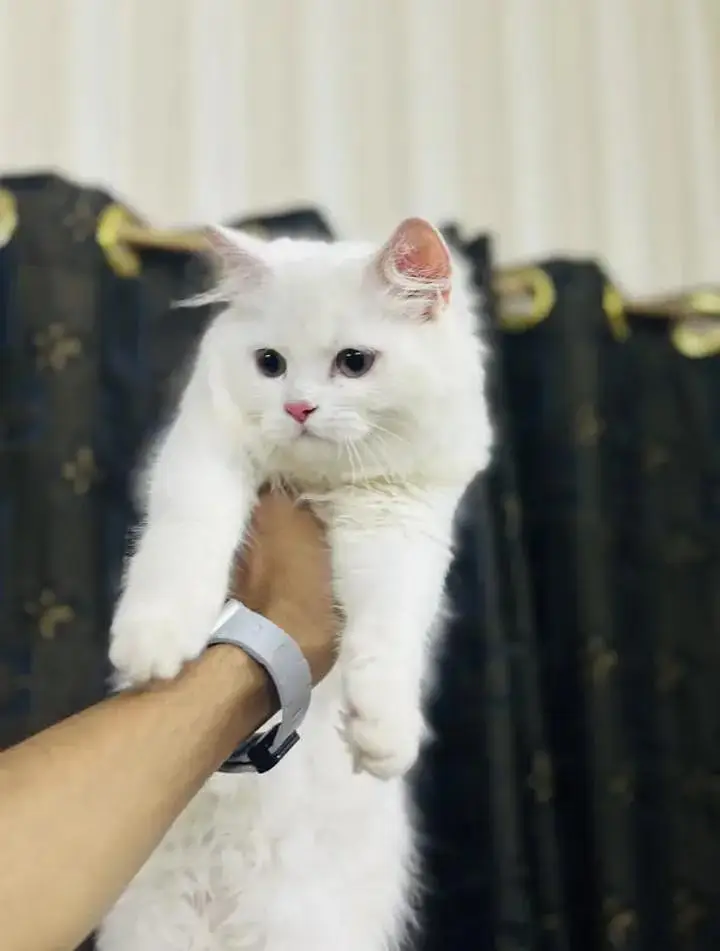 cat for sale — photo 3