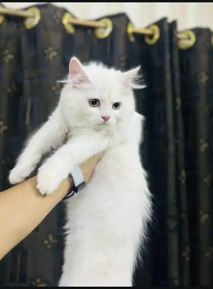 cat for sale — photo 4