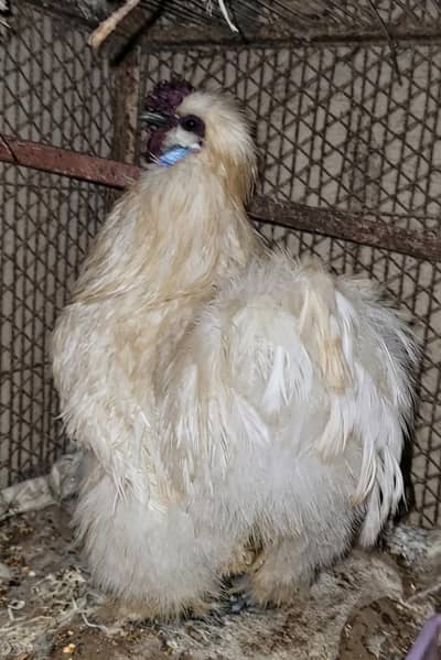 Silkie Breeder Male