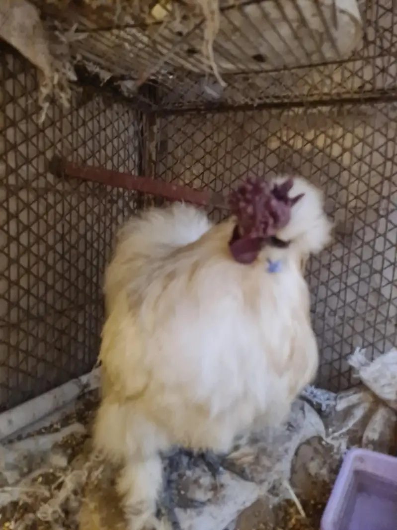 Silkie Breeder Male — photo 2