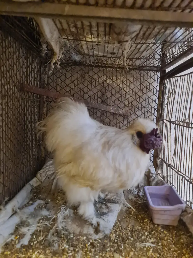 Silkie Breeder Male — photo 3
