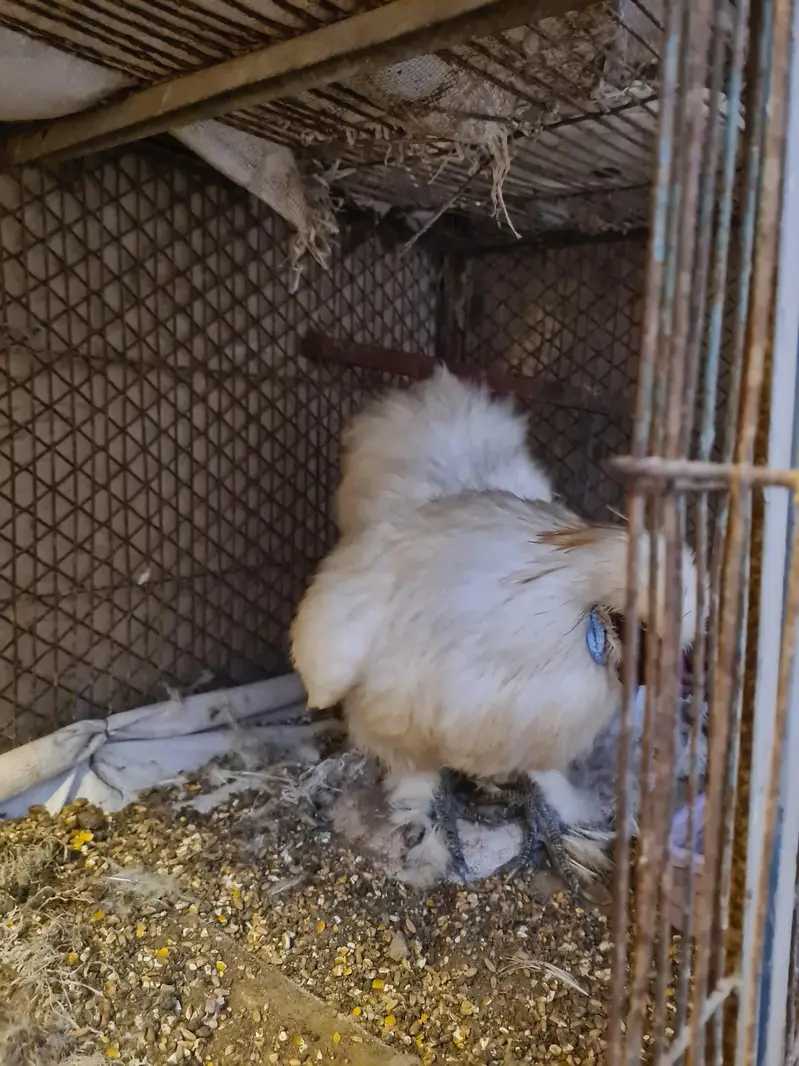 Silkie Breeder Male — photo 4