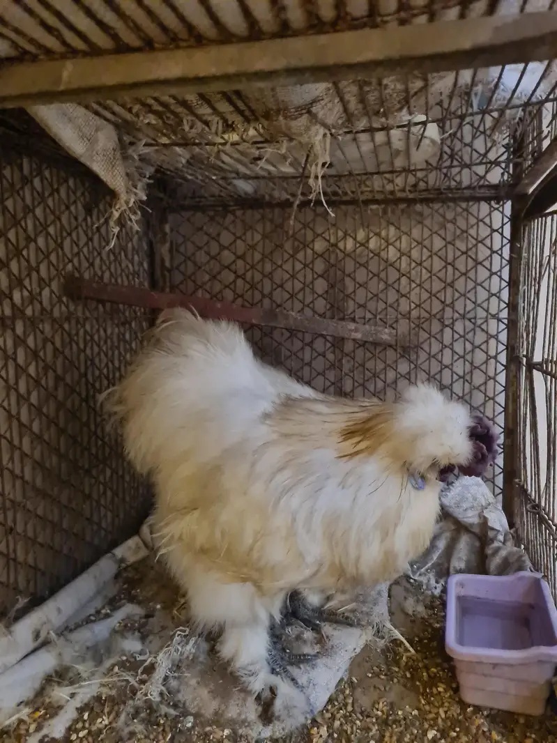 Silkie Breeder Male — photo 5
