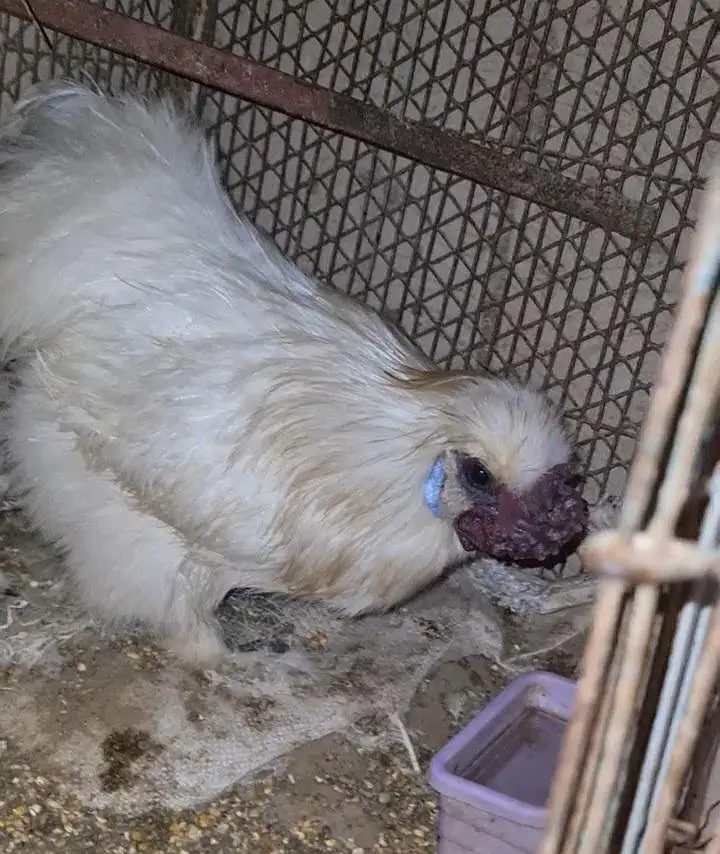 Silkie Breeder Male — photo 6