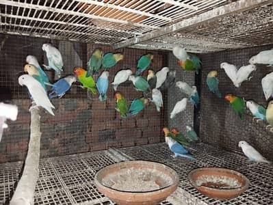breeder pairs