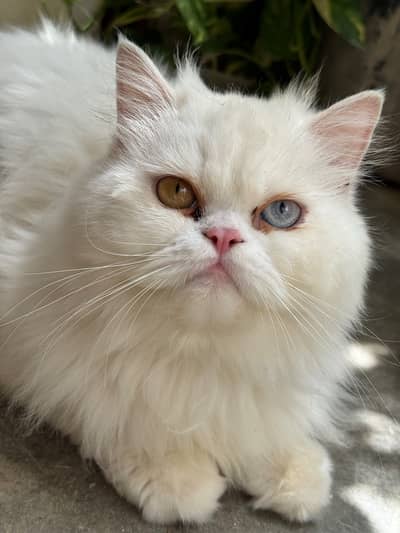 Punch face white triple coat white and grey male persian cats
