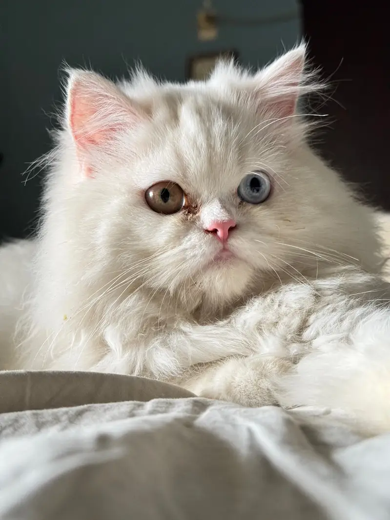 Punch face white triple coat white and grey male persian cats — photo 2