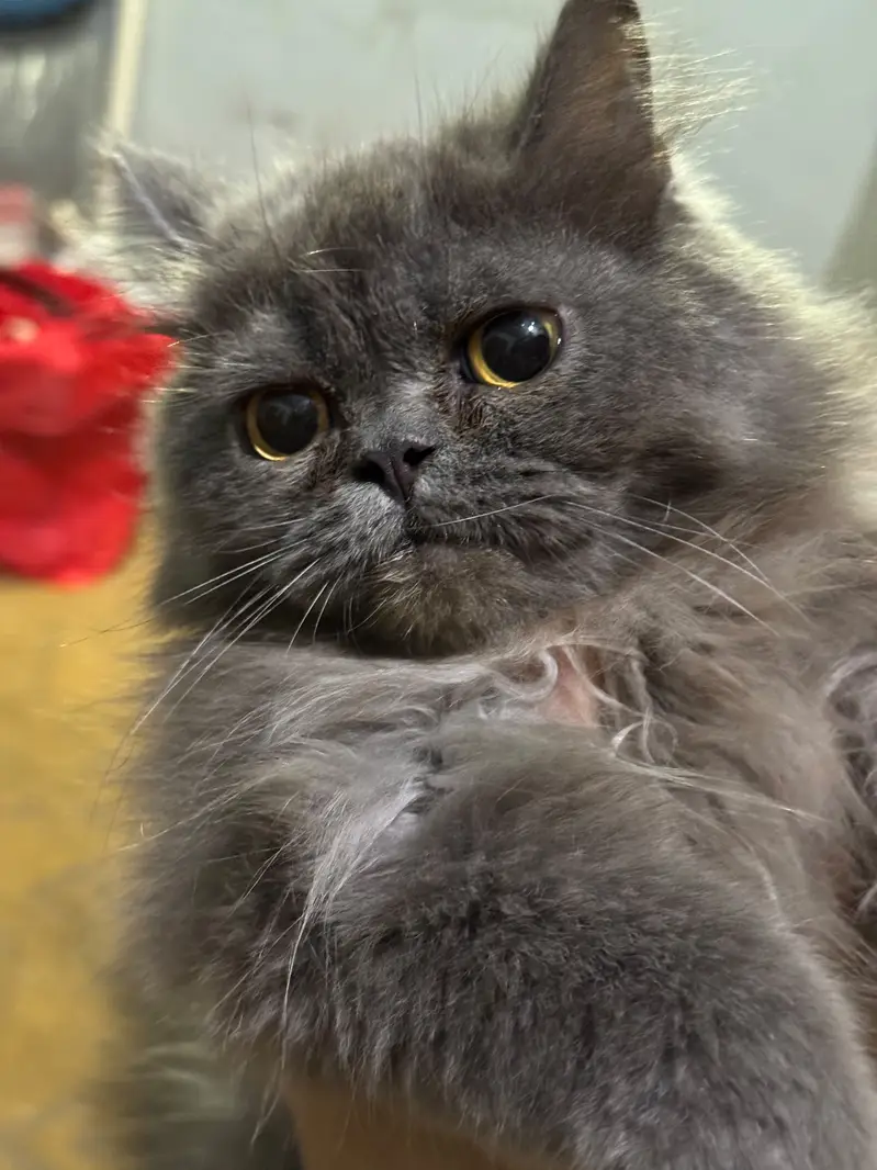 Punch face white triple coat white and grey male persian cats — photo 3