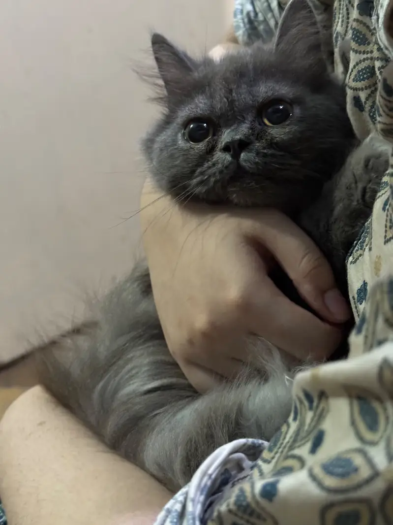 Punch face white triple coat white and grey male persian cats — photo 4
