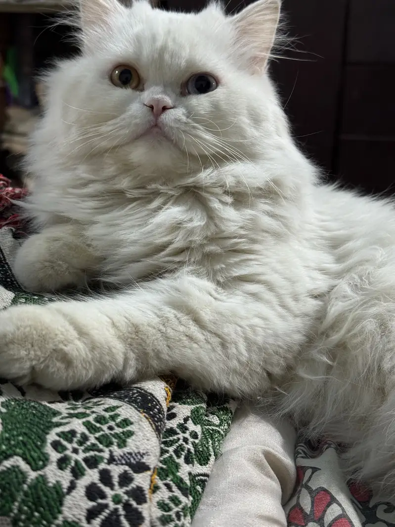 Punch face white triple coat white and grey male persian cats — photo 5