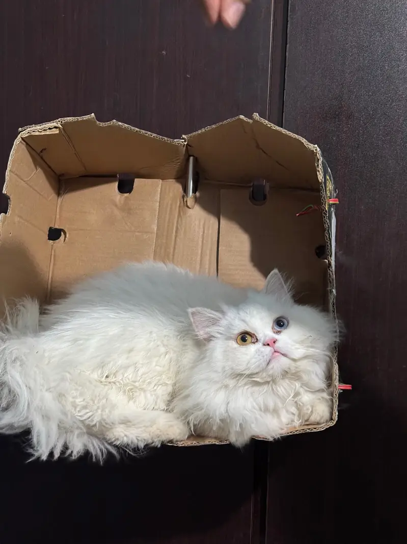 Punch face white triple coat white and grey male persian cats — photo 6